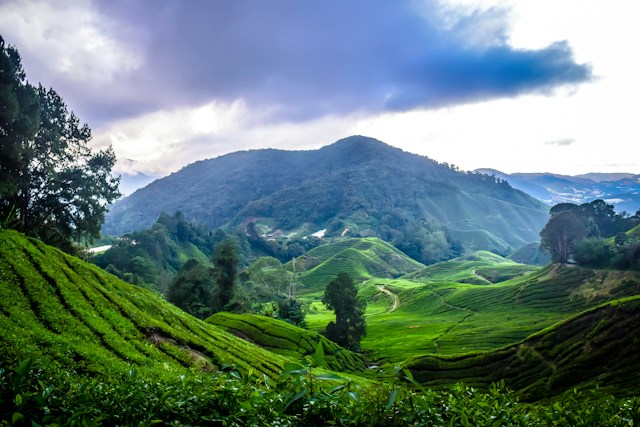 Cameron Highlands