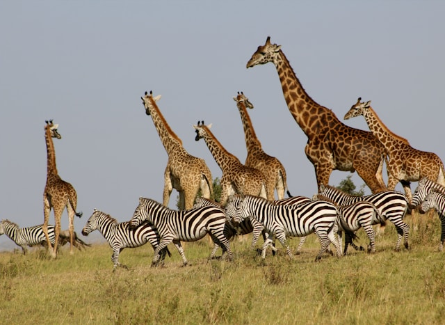 Maasai Mara